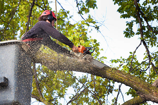 Best Seasonal Cleanup (Spring/Fall)  in USA